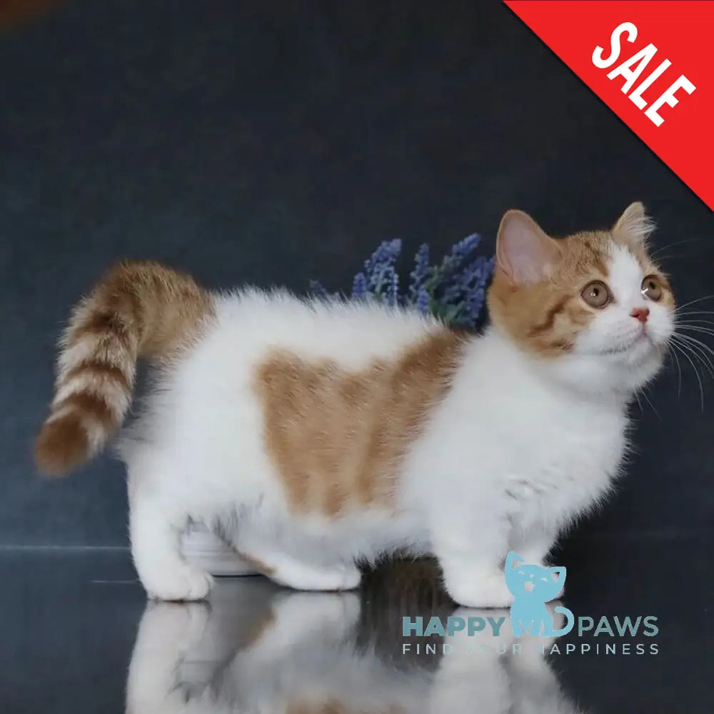 Chelsi Munchkin female cinnamon bicolour spotted tabby live animals