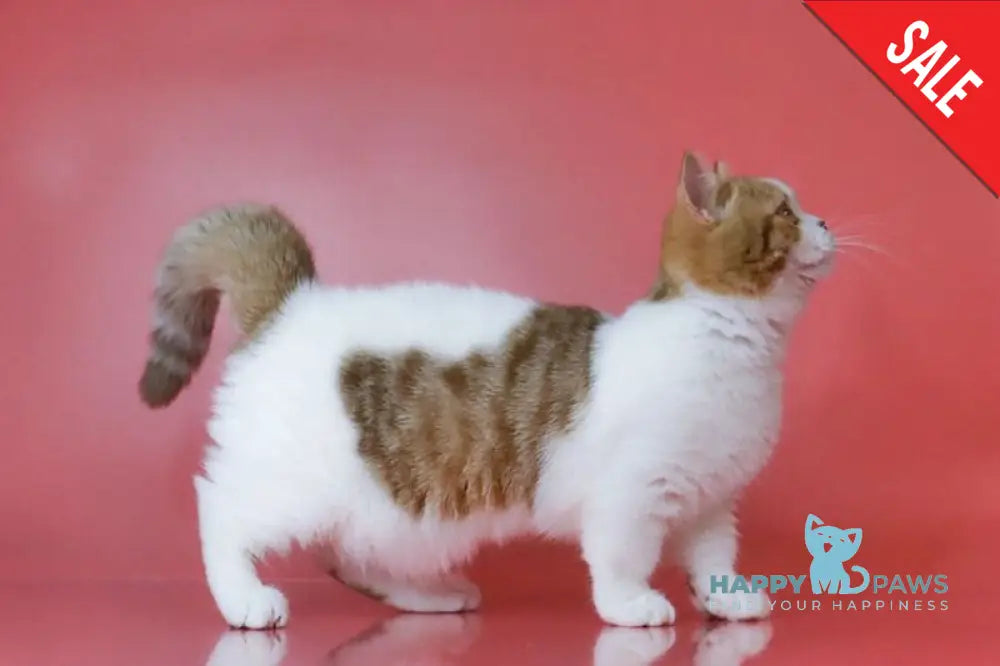 Chelsi Munchkin female cinnamon bicolour spotted tabby live animals