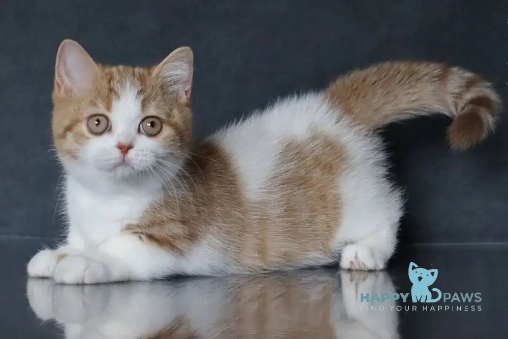 Chelsi Munchkin female cinnamon bicolour spotted tabby live animals