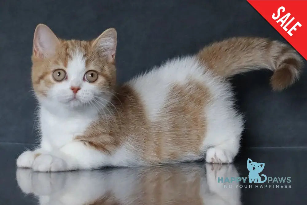 Chelsi Munchkin female cinnamon bicolour spotted tabby live animals