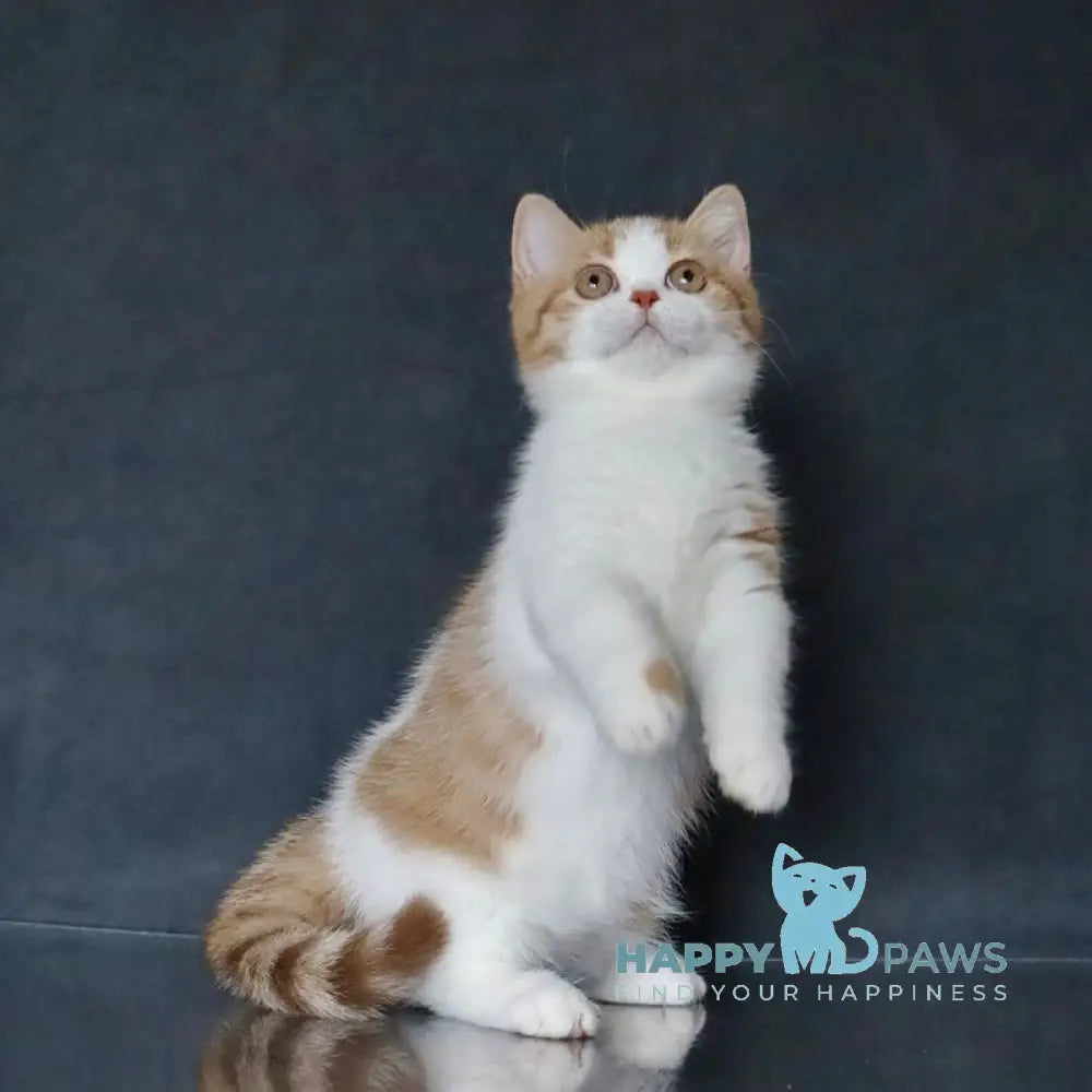 Chelsi Munchkin female cinnamon bicolour spotted tabby live animals