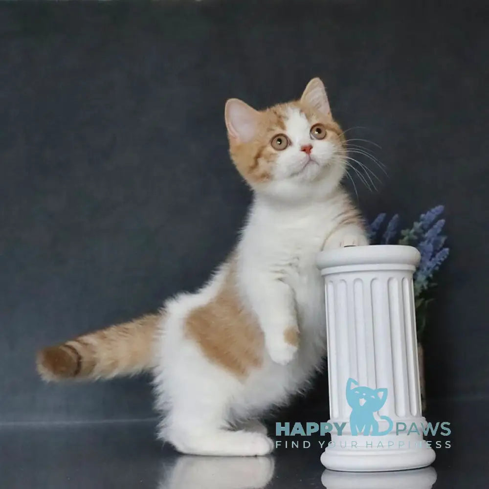 Chelsi Munchkin female cinnamon bicolour spotted tabby live animals