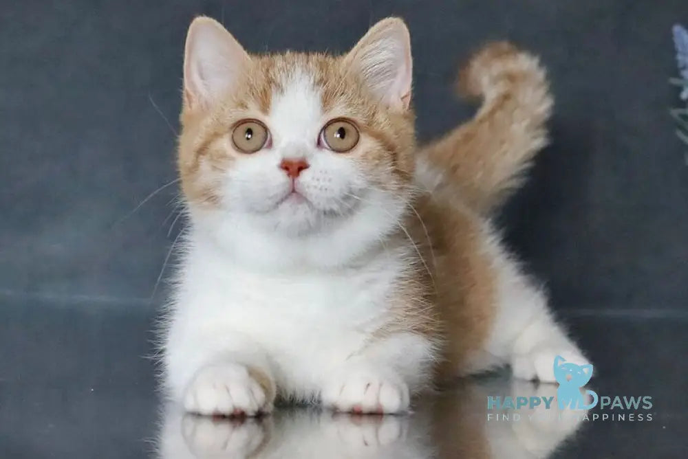 Chelsi Munchkin female cinnamon bicolour spotted tabby live animals