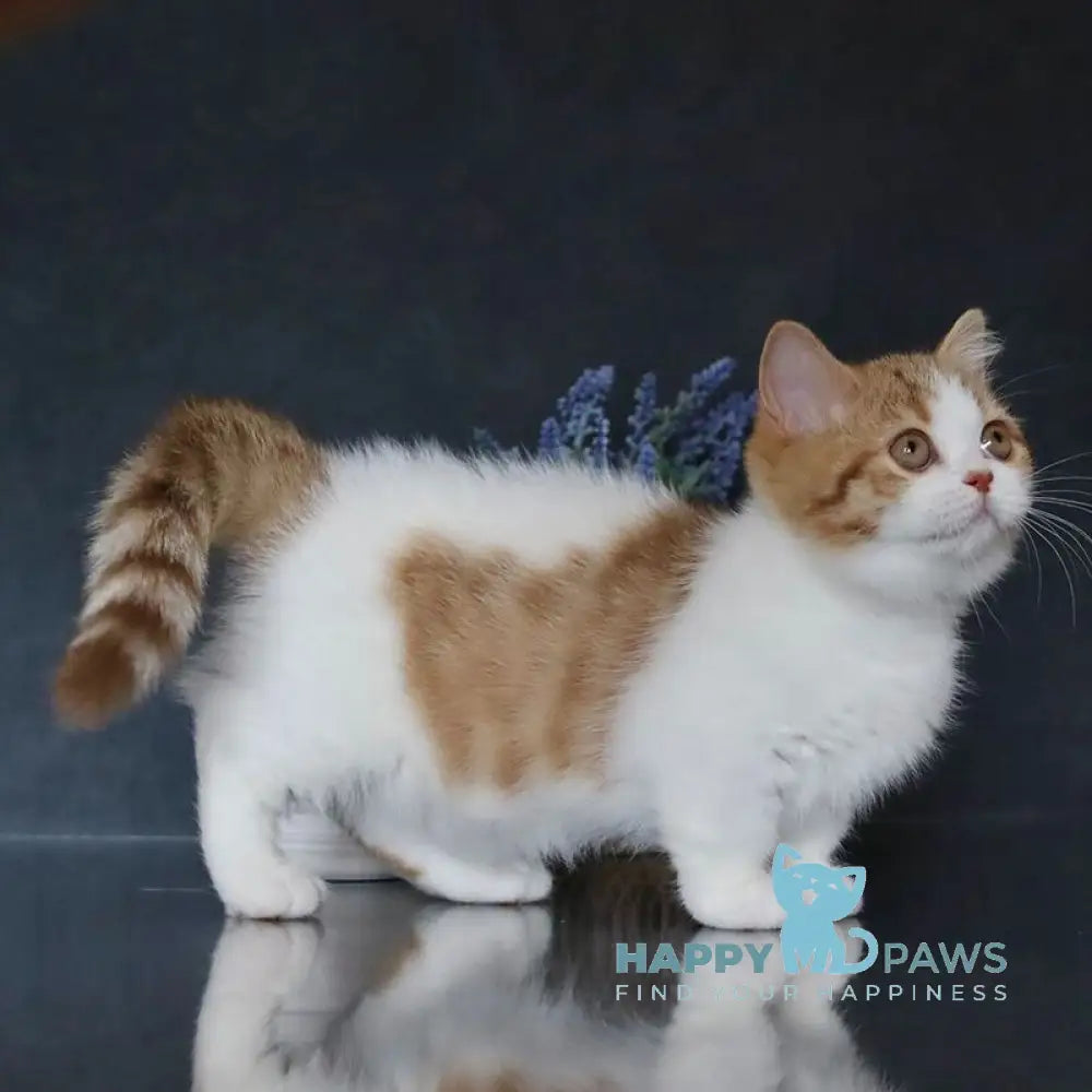 Chelsi Munchkin female cinnamon bicolour spotted tabby live animals