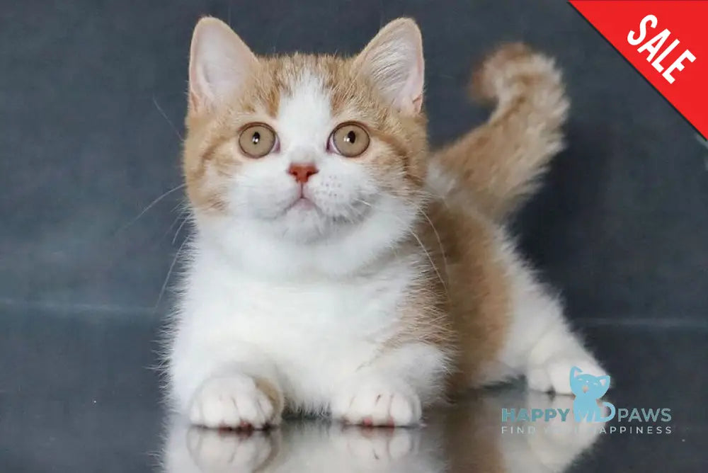 Chelsi Munchkin female cinnamon bicolour spotted tabby live animals