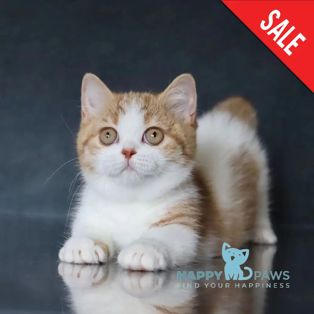 Chelsi Munchkin female cinnamon bicolour spotted tabby live animals