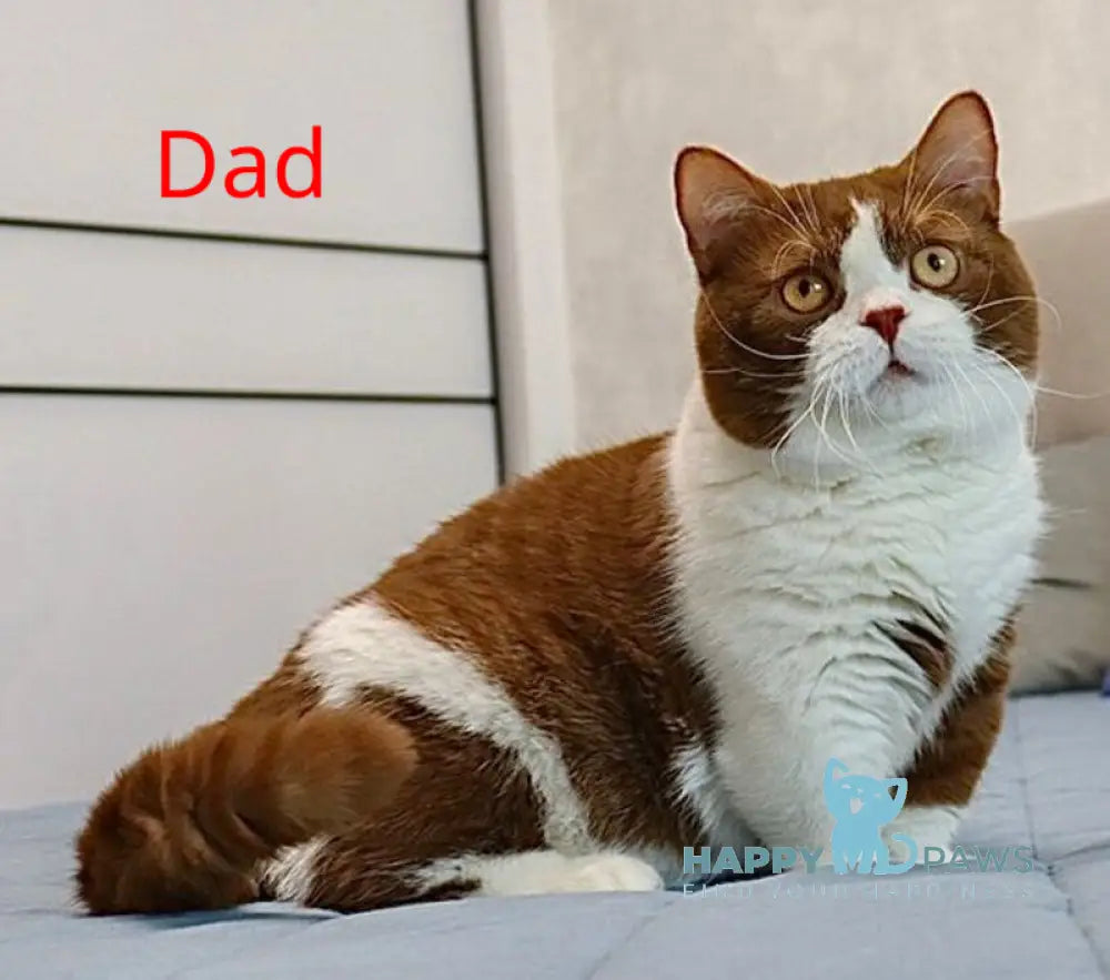 Chelsi Munchkin female cinnamon bicolour spotted tabby live animals
