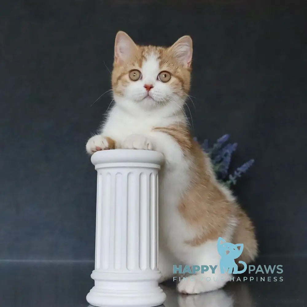 Chelsi Munchkin female cinnamon bicolour spotted tabby live animals