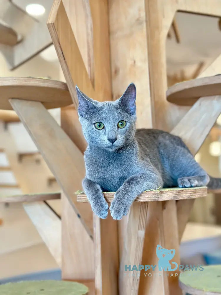 Chelsy Russian Blue female blue - live animals