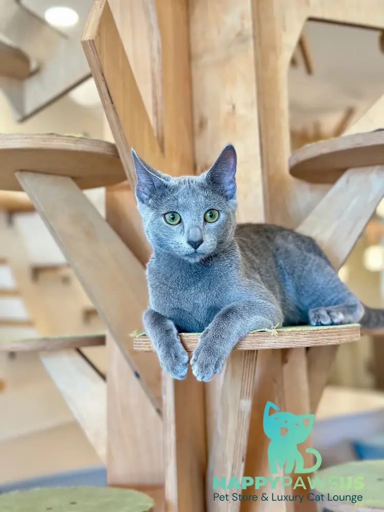 Chelsy Russian Blue female blue - live animals