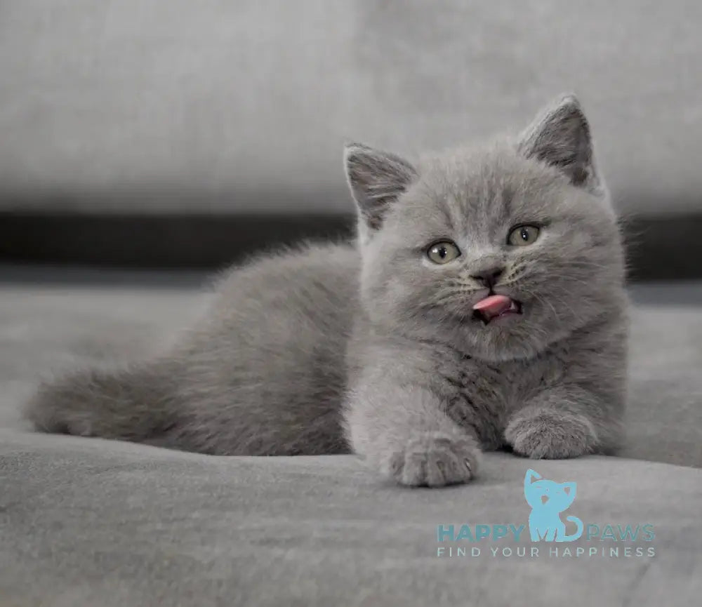 Chendler Scottish Straight male blue live animals
