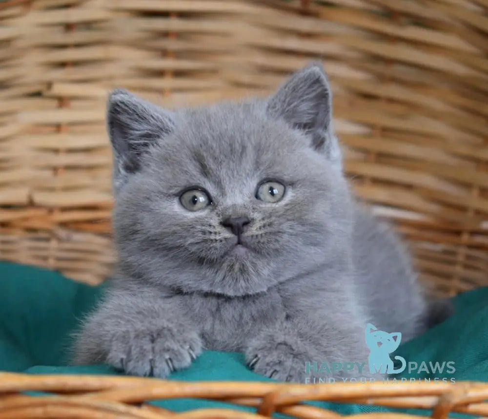 Chendler Scottish Straight male blue live animals