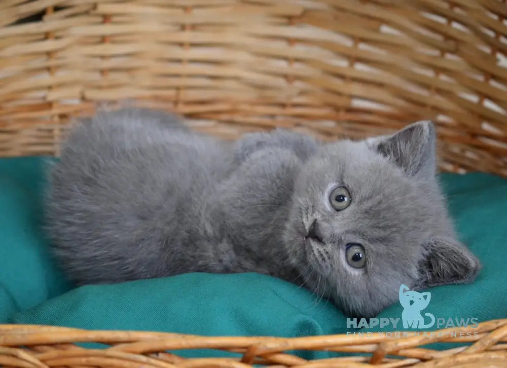 Chendler Scottish Straight male blue live animals