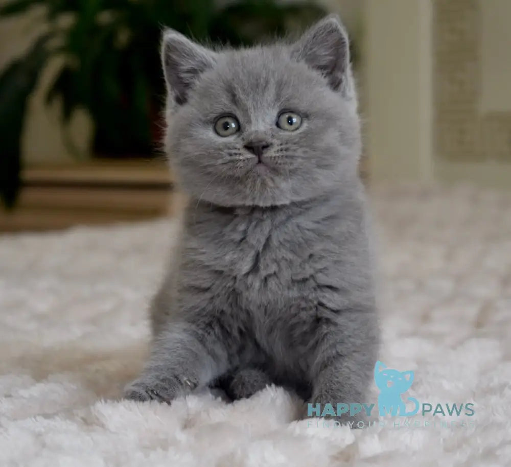 Chendler Scottish Straight male blue live animals