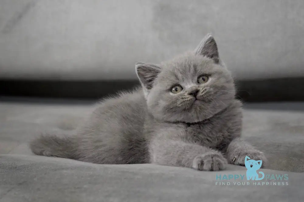 Chendler Scottish Straight male blue live animals