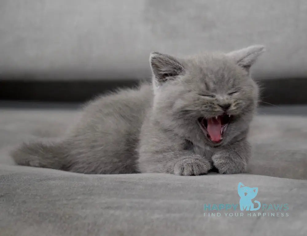 Chendler Scottish Straight male blue live animals