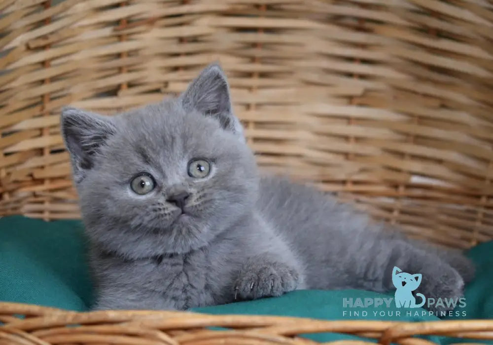 Chendler Scottish Straight male blue live animals