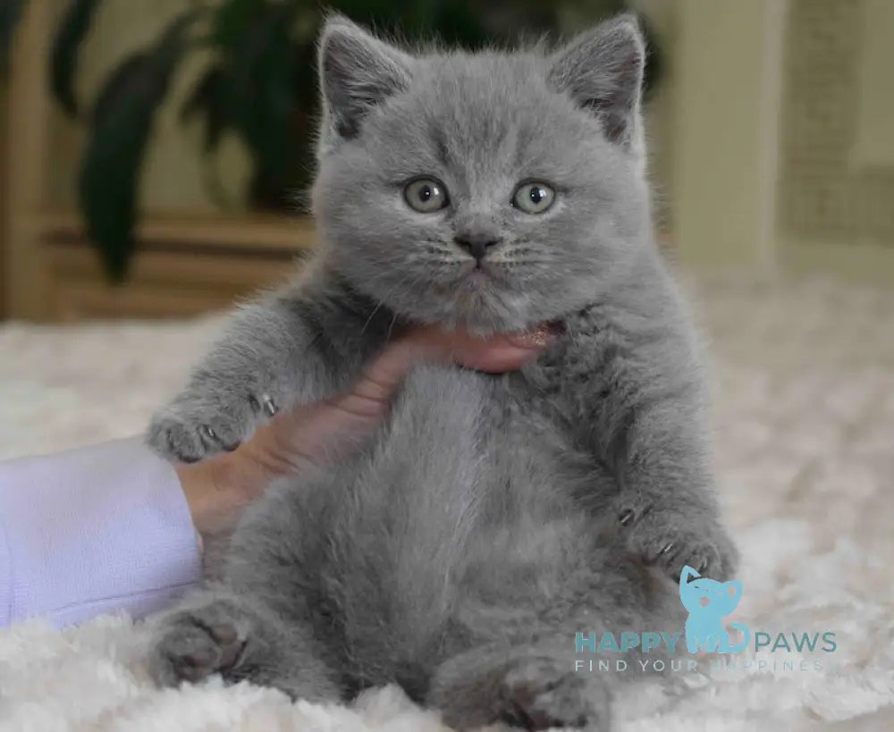 Chendler Scottish Straight male blue live animals