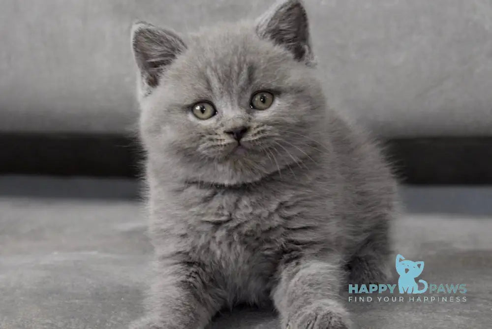 Chendler Scottish Straight male blue live animals