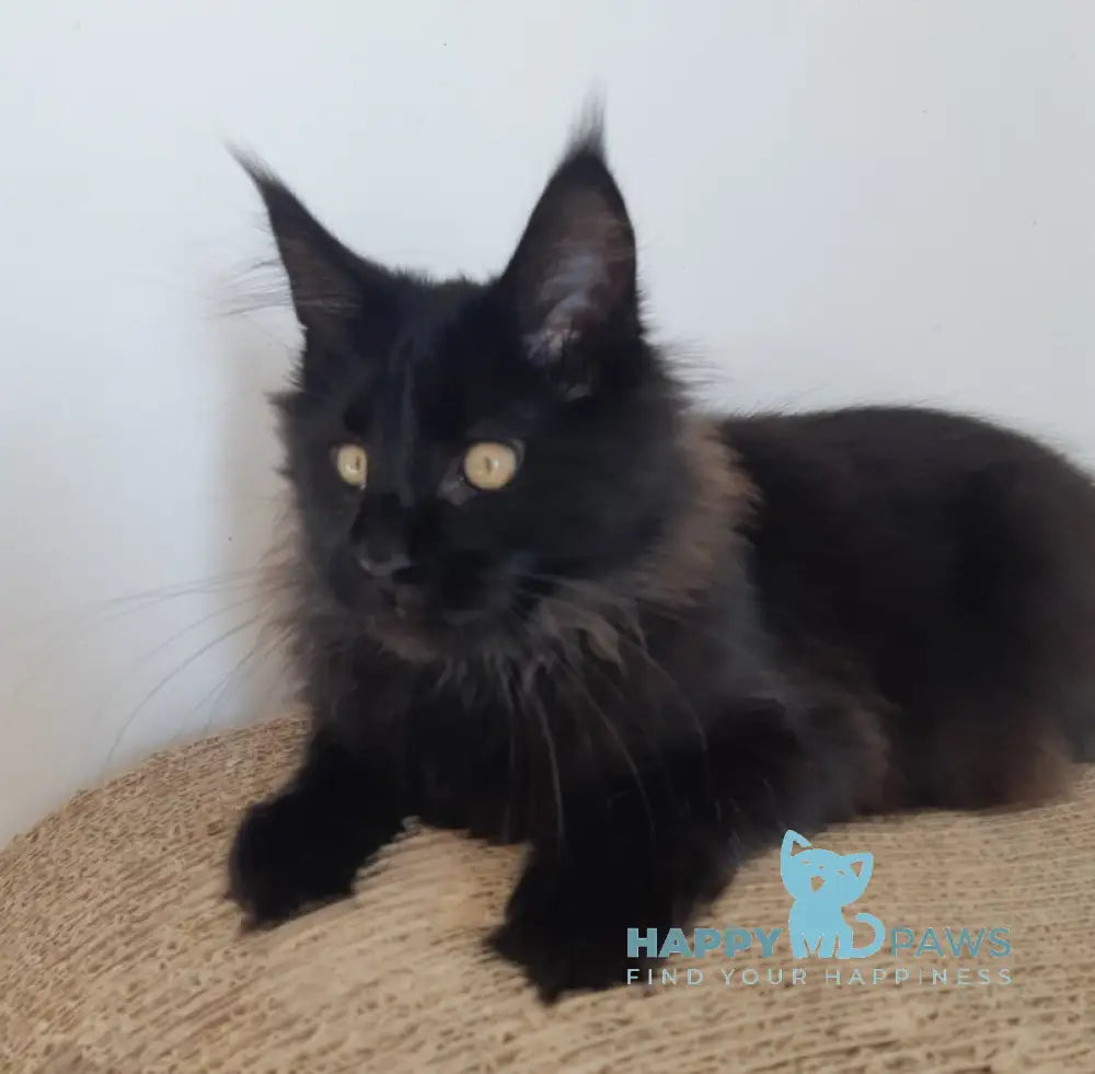 Cher Maine Coon female black live animals