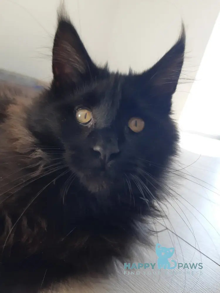 Cher Maine Coon female black live animals