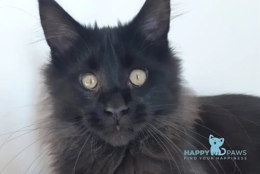 Cher Maine Coon female black live animals