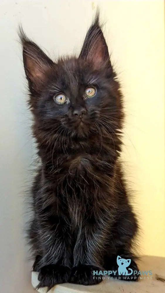 Cher Maine Coon female black live animals