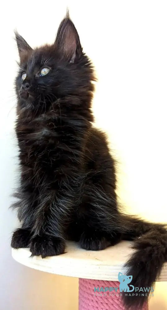 Cher Maine Coon female black live animals