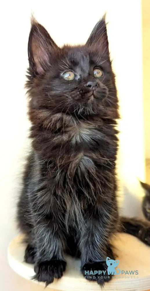 Cher Maine Coon female black live animals