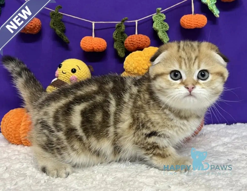 Cher Scottish Fold female black golden tabby live animals