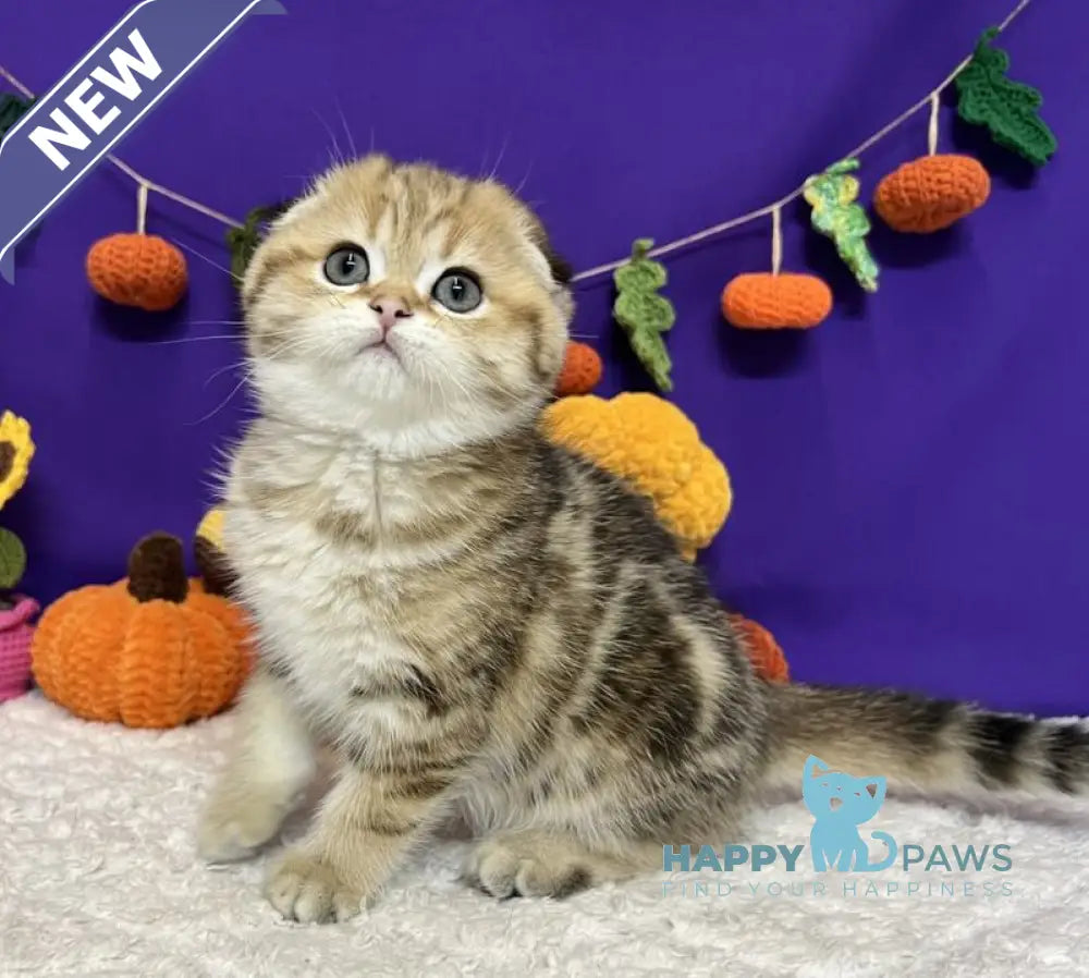 Cher Scottish Fold female black golden tabby live animals