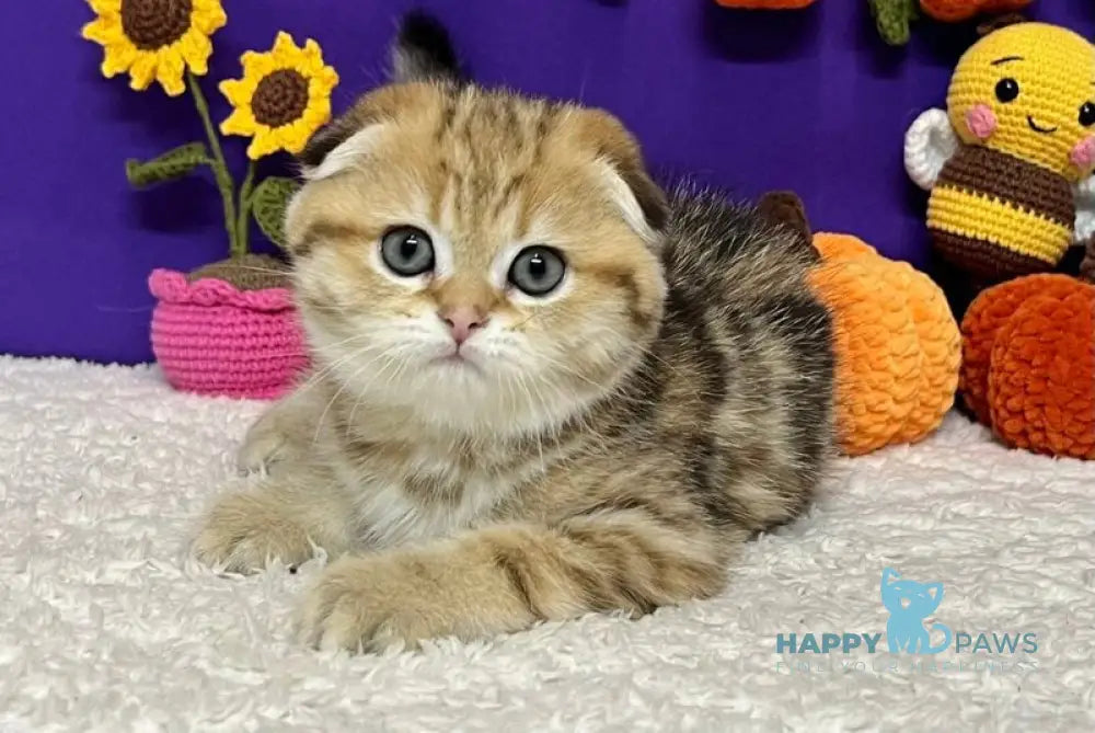 Cher Scottish Fold female black golden tabby live animals