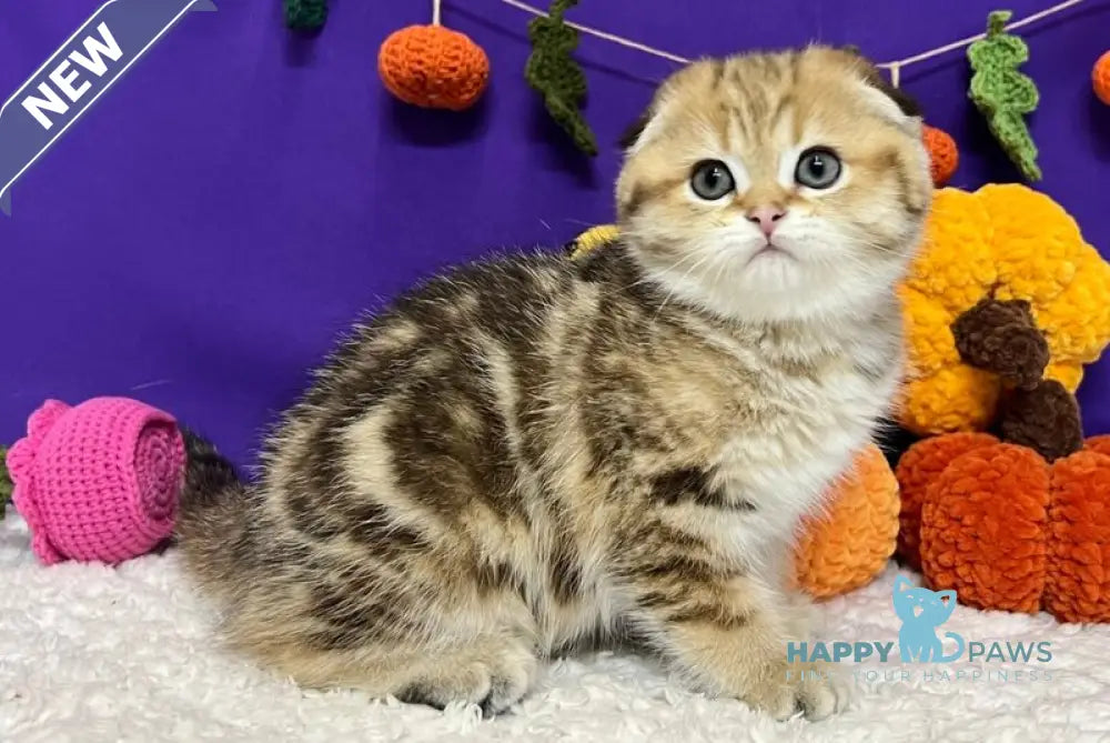 Cher Scottish Fold female black golden tabby live animals