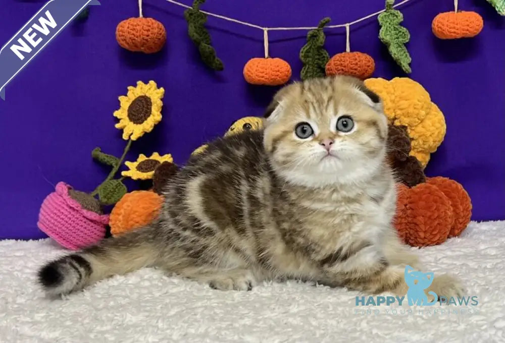 Cher Scottish Fold female black golden tabby live animals
