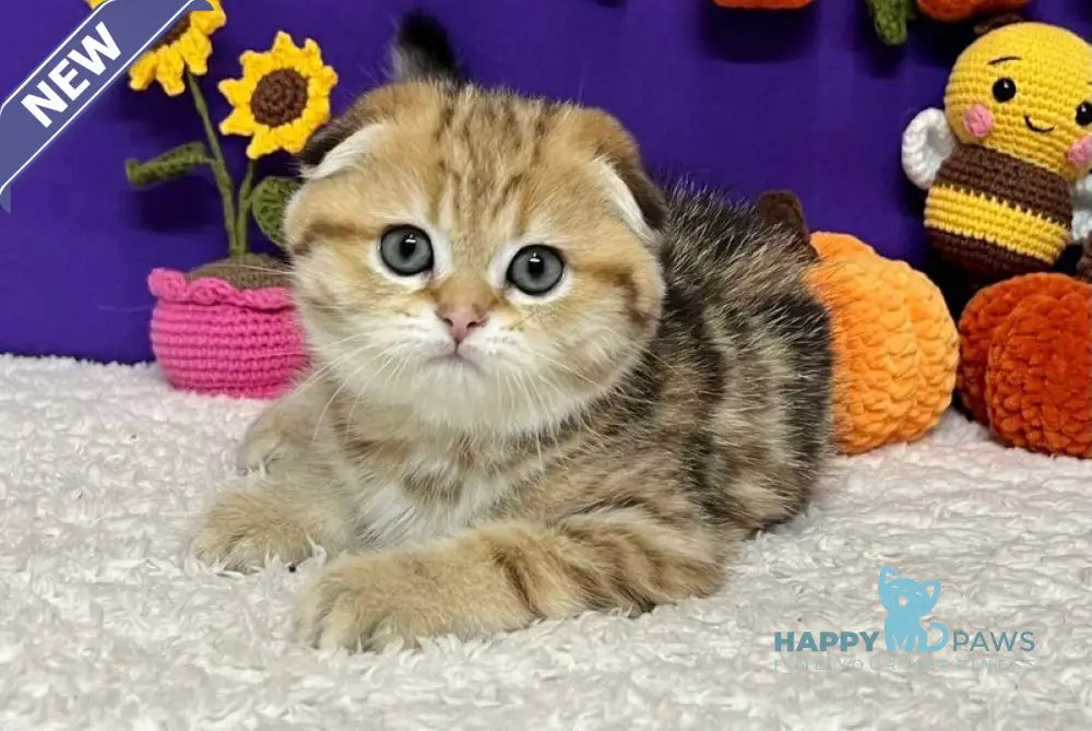 Cher Scottish Fold female black golden tabby live animals