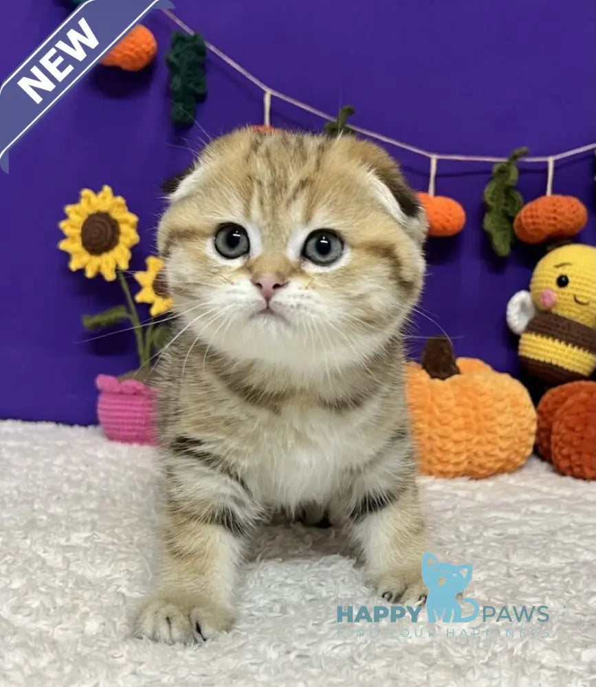 Cher Scottish Fold female black golden tabby live animals