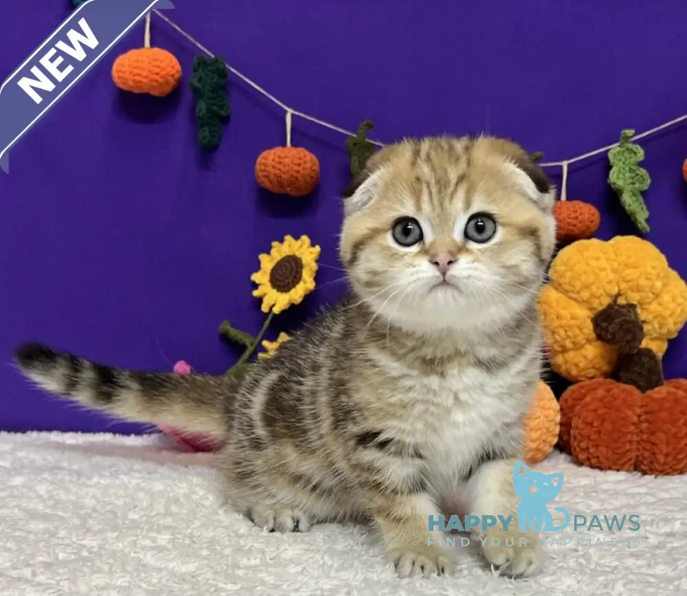 Cher Scottish Fold female black golden tabby live animals