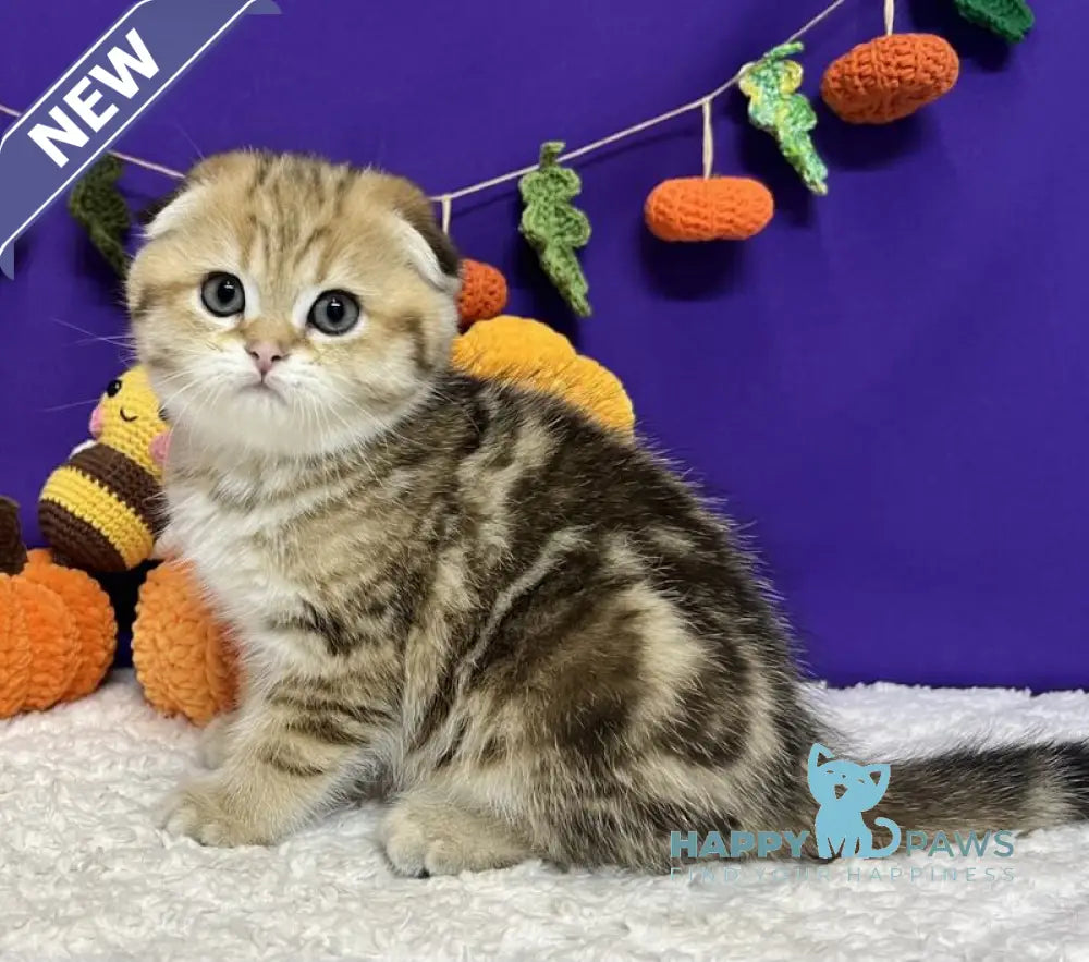 Cher Scottish Fold female black golden tabby live animals