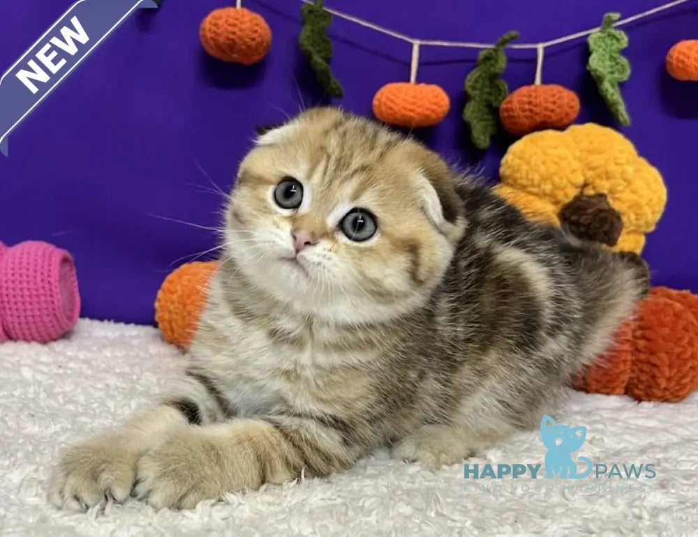 Cher Scottish Fold female black golden tabby live animals