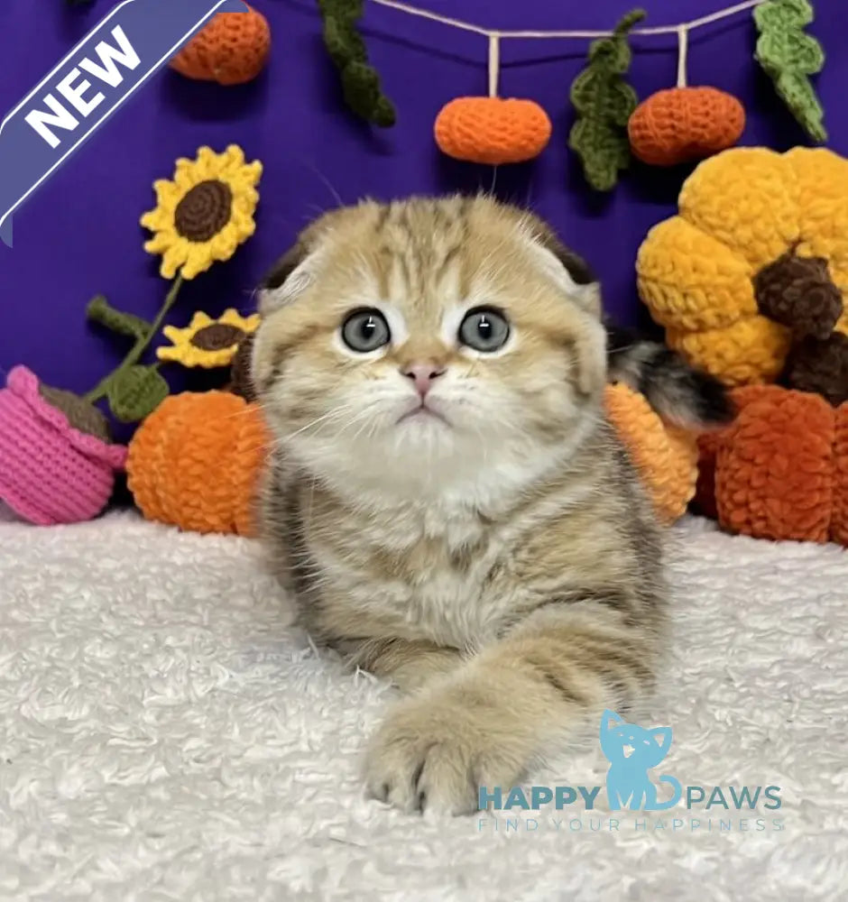 Cher Scottish Fold female black golden tabby live animals