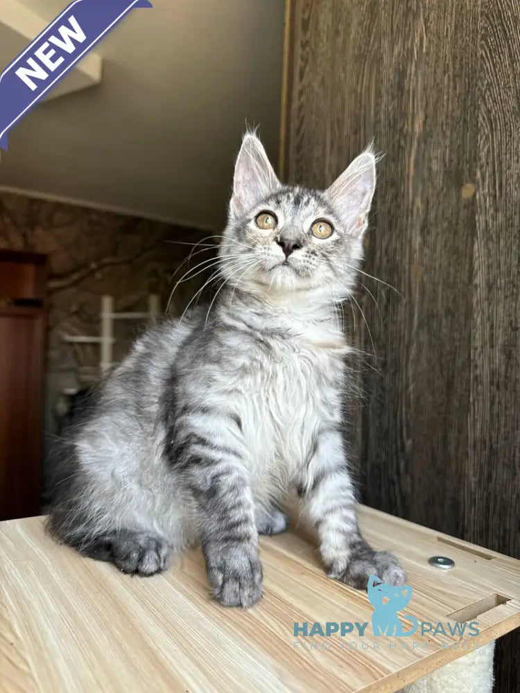 Cheremushka Maine Coon female black tortie silver spotted tabby live animals