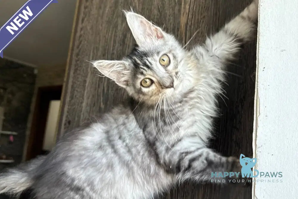 Cheremushka Maine Coon female black tortie silver spotted tabby live animals