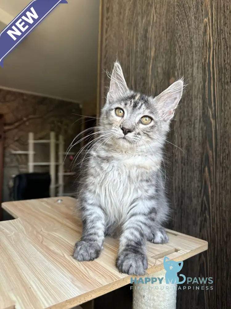 Cheremushka Maine Coon female black tortie silver spotted tabby live animals