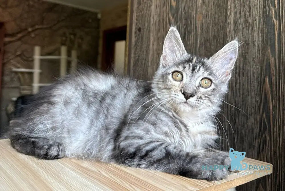 Cheremushka Maine Coon female black tortie silver spotted tabby live animals