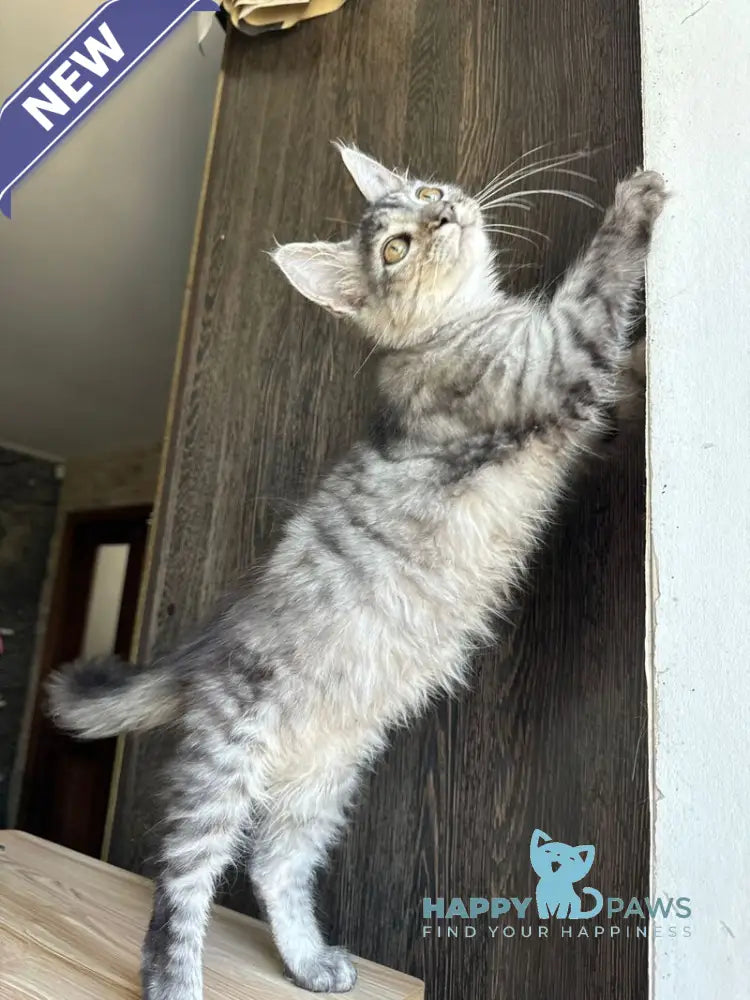 Cheremushka Maine Coon female black tortie silver spotted tabby live animals