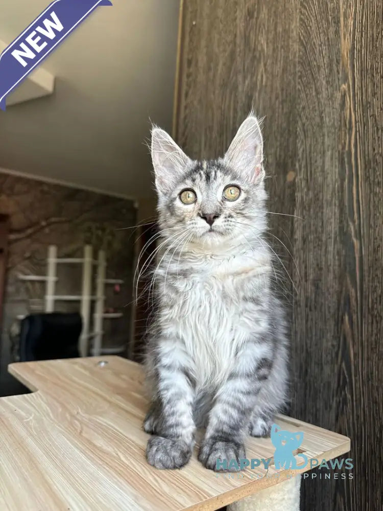 Cheremushka Maine Coon female black tortie silver spotted tabby live animals