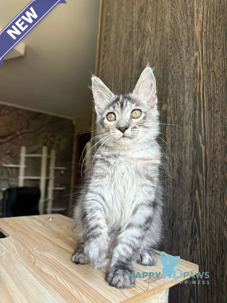 Cheremushka Maine Coon female black tortie silver spotted tabby live animals