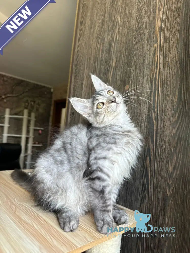 Cheremushka Maine Coon female black tortie silver spotted tabby live animals