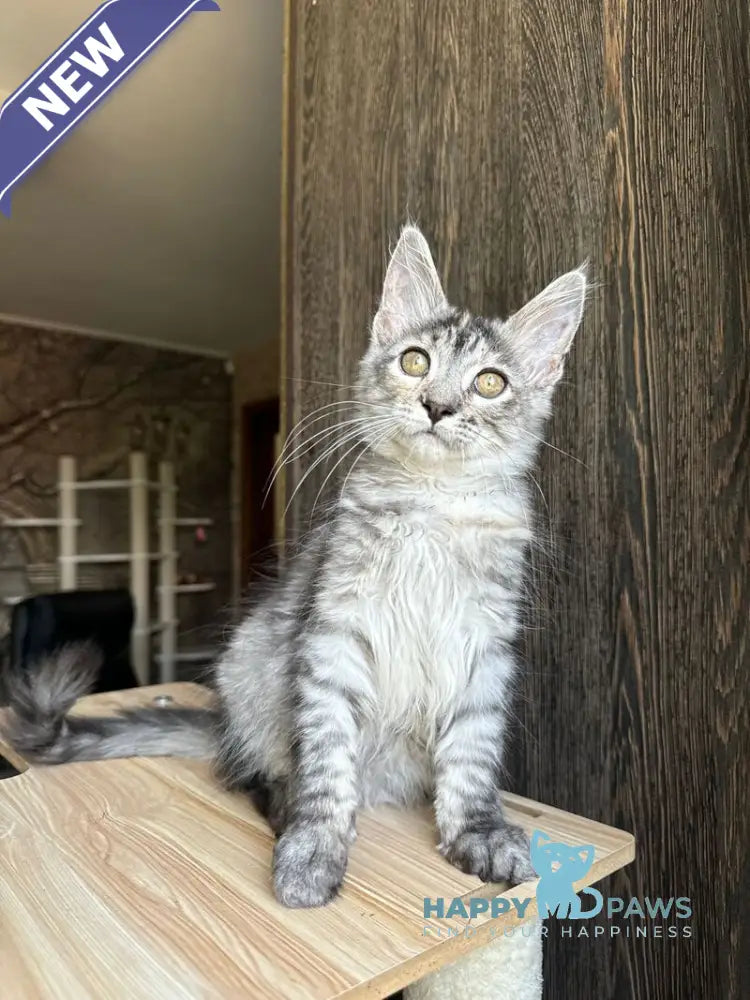 Cheremushka Maine Coon female black tortie silver spotted tabby live animals