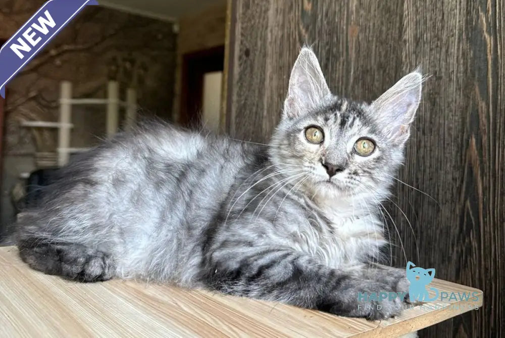 Cheremushka Maine Coon female black tortie silver spotted tabby live animals